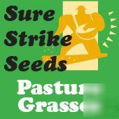 Pasture grass seed tetila rye grass cattle cow feed
